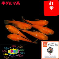 紅帝 半ダルマ系 6匹3ペア （ML~Lサイズ) メダカ 半ダルマ系 成魚 観賞魚 生体 めだか 淡水魚