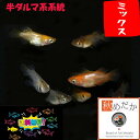 おまかせ 半ダルマ系統 ミックス 10匹 5ペア （ML~Lサイズ) メダカ 半ダルマ 成魚 観賞魚 生体 めだか 淡水魚