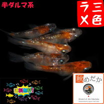 楽天市場】三色ラメ幹之ダルマメダカの通販