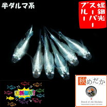 楽天市場】螺鈿光 メダカの通販