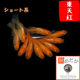 東天紅 ショート系 6匹3ペア （ML~Lサイズ) メダカ ショート系 成魚 観賞魚 生体 めだか 淡水魚