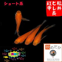 楽天市場】紅帝 ヒレ長の通販