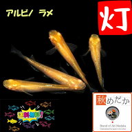 灯 アルビノ ラメ 普通体型 6匹3ペア （ML~Lサイズ) メダカ 販売 普通体型 成魚 観賞魚 生体 めだか 通販…
