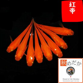 紅帝 普通体型 2匹1ペア （ML~Lサイズ) メダカ 普通体型 成魚 観賞魚 生体 めだか 淡水魚