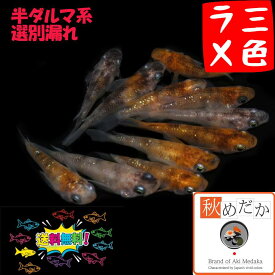 三色ラメ 半ダルマ系 選別漏れ 10匹 5ペア （ML~Lサイズ) メダカ 半ダルマ 成魚 観賞魚 生体 めだか 淡水魚