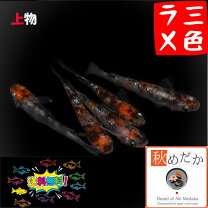楽天市場】三色ラメ幹之ダルマメダカの通販