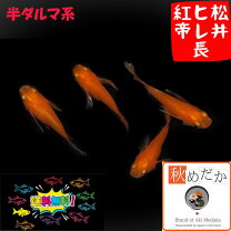 楽天市場】紅帝 ヒレ長の通販