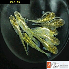 黄金光メダカ(秀吉) 光体系 6匹3ペア （ML~Lサイズ) メダカ 光体系 成魚 観賞魚 生体 めだか 淡水魚