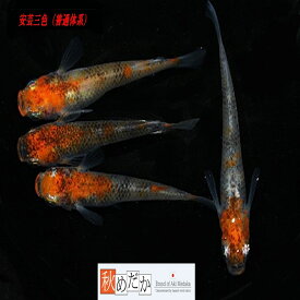 安芸三色 普通体系 6匹3ペア （ML~Lサイズ) メダカ 普通体系 成魚 観賞魚 生体 めだか 淡水魚