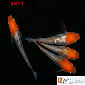 富士牡丹光 光体系透明鱗 4匹2ペア （ML~Lサイズ) メダカ 光体系 成魚 観賞魚 生体 めだか 淡水魚