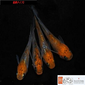 琉華タイプR 4匹2ペア （ML~Lサイズ) メダカ 光体系 成魚 観賞魚 生体 めだか 淡水魚