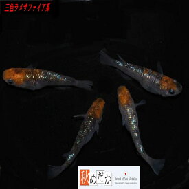 三色ラメサファイア系 普通体型 4匹 2ペア （ML~Lサイズ) メダカ 普通体系 成魚 観賞魚 生体 めだか 淡水魚