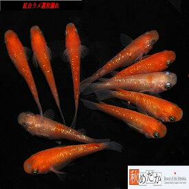 紅白ラメ 選別漏れ 20匹 10ペア （ML~Lサイズ) メダカ 普通体系 成魚 観賞魚 生体 めだか 淡水魚