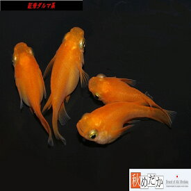 紅帝 ダルマ系 4匹2ペア （ML~Lサイズ) メダカ ダルマ系 成魚 観賞魚 生体 めだか 淡水魚