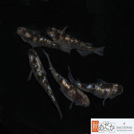 白錦ラメ サファイア系 普通体系 4匹2ペア （ML~Lサイズ) メダカ 普通体系 成魚 観賞魚 生体 めだか 淡水魚