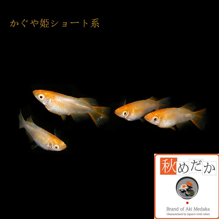楽天市場】かぐや姫 アルビノ 光体型 非透明鱗 ショート系 4匹2ペア 