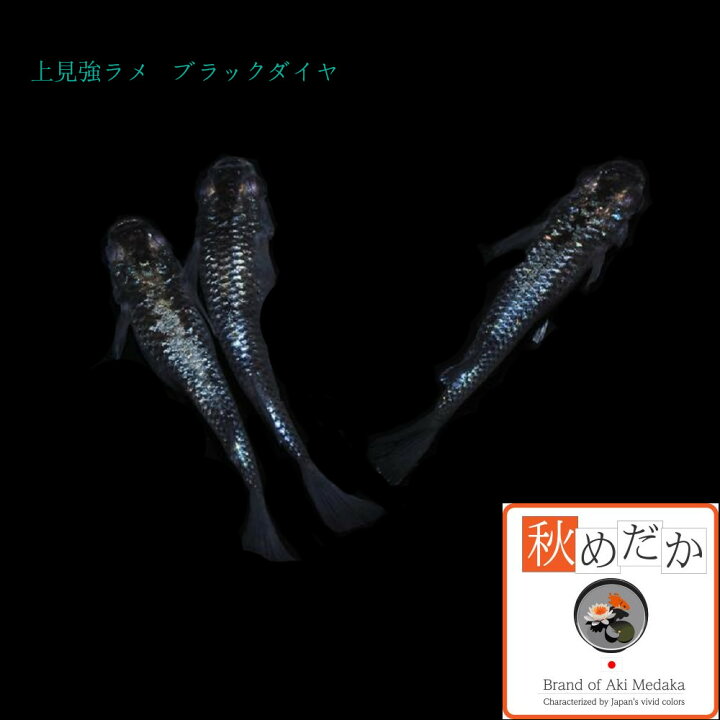 楽天市場】上見強ラメ ブラックダイヤ 普通体型 4匹 2ペア （ML~L 