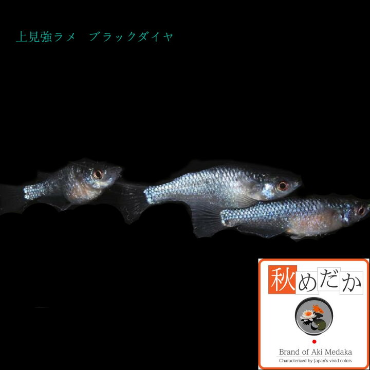 楽天市場】上見強ラメ ブラックダイヤ 普通体型 4匹 2ペア （ML~L 