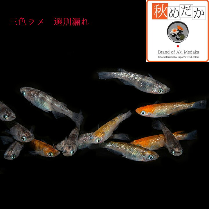 楽天市場】三色ラメ 選別漏れ 20匹 10ペア （ML~Lサイズ) メダカ 販売 