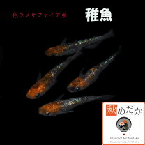楽天市場】メダカ 三色ラメの通販