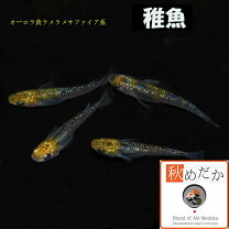 楽天市場】オーロラ メダカの通販