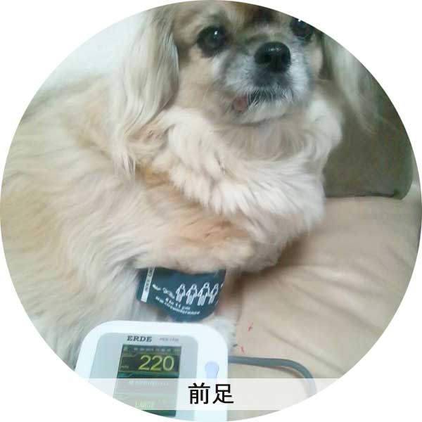ペット血圧計 PES-1700 ERDE エルデ 犬 猫 送料無料 メーカー直送品 | いま何度