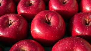 y z ь50Nȏ 㓡 `ь 󏭕i ㊮n gH 18`24 p 5kg炢 y萔ʁz