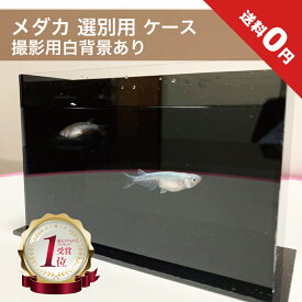 メダカ選別用 アクリルケース（白背景プレート付) / メダカ 水槽 アクリル 撮影用容器 観察ケース 横見 薄型 改良めだか アクアリウム ボックス　メダカ 選別ケース 透明 黒白セット 横見ケース 容器