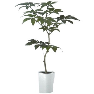 観葉植物 ツピダンサスの人気商品 通販 価格比較 価格 Com
