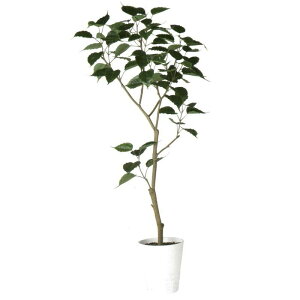 ボダイジュ 観葉植物の人気商品 通販 価格比較 価格 Com ボダイジュ 観葉植物の人気商品 通販 価格比較 価格 Com