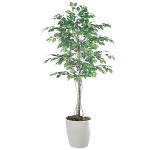 y lHϗtAztBbJXxW~ o[Nt / F200cm × F90cm / ԁECeAEfBXvCEO[ | BV98517