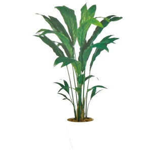 観葉植物 チャメドレアの人気商品 通販 価格比較 価格 Com 観葉植物 チャメドレアの人気商品 通販 価格比較 価格 Com