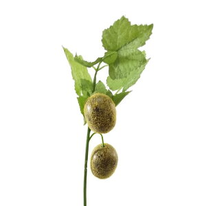 yԁEāEʕz~jLECsbN | 990021