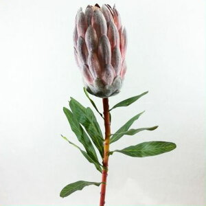 yԁEtEāzveA / ՂĂ / fBXvCEAWEA[gt[ | 990062