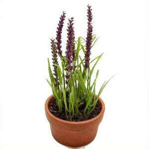 yԁEtEHEoEASCAzx_[|bg / ׂ񂾁[EEAXJ / fBXvCEAWEA[gt[ | A-50712 / A50712