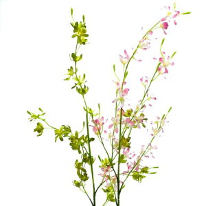 yԁE~Etz~jVrW[ / VrWE | FA-6647 / FA6647