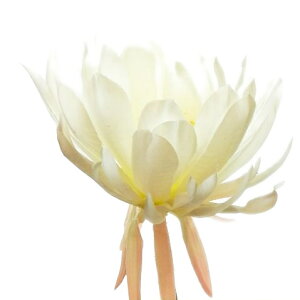 yԁEāzQbJrW / т l | VD-6740 / T0213 / F3066