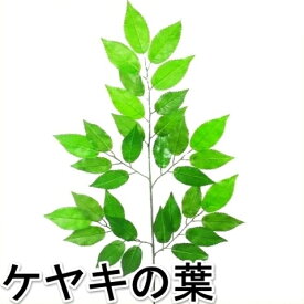 楽天市場 春夏 種類 植物 ケヤキ 花 観葉植物 花 ガーデン Diy の通販