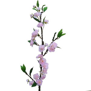 �y���ԁE�t�E������z�T�N����} / �� ������ �T�N�� | 990238