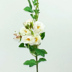 yASCAԁEoEʔNz~jgXUCN[Y/AXJ/ascabA-30541W