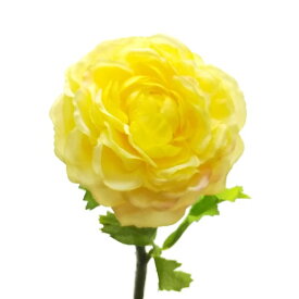 楽天市場 花金鳳花の通販