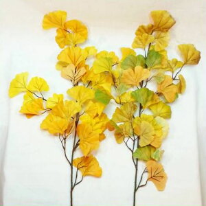 yԁEHzC`E / 傤E / fBXvCEAWEf | FS-9786