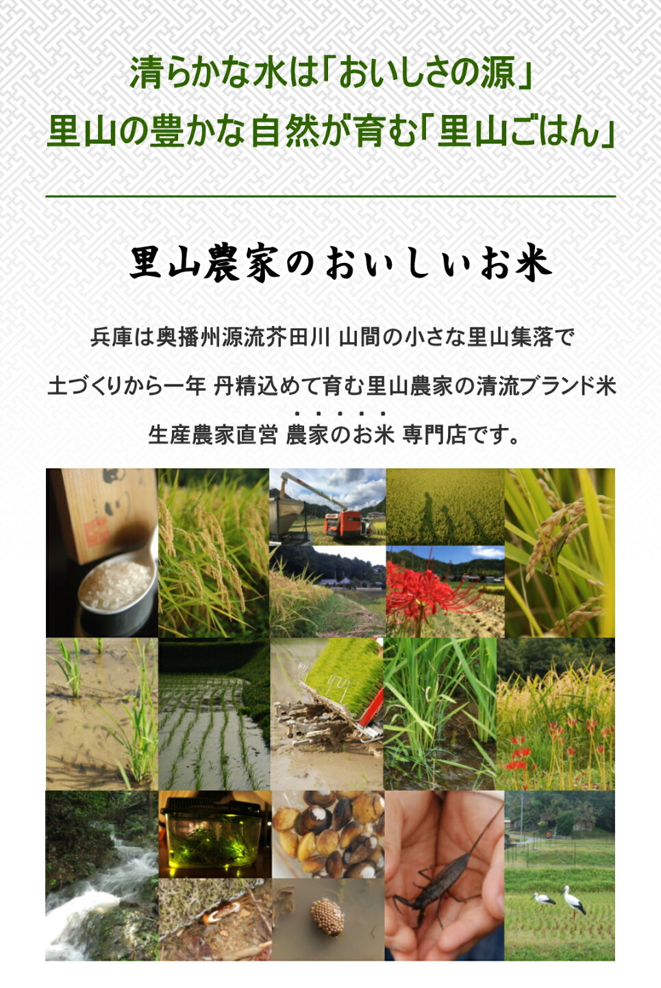 楽天市場 | 里山農家のおいしいお米 - 秋晴れ、五穀豊穣、黄金色に輝く 