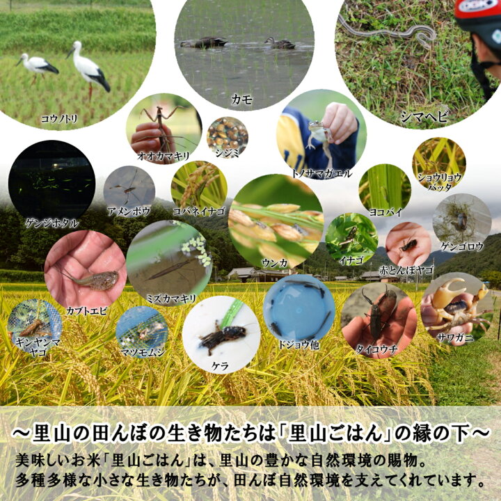 楽天市場】【新米予約 令和7年産】 新米 お米 30kg 送料無料 玄米にて  