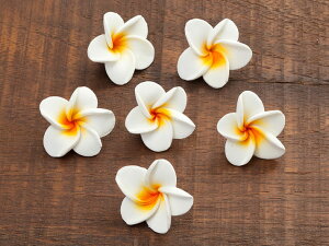 JttWpj6Zbg SSTCY CeAEu AWA o G    CeAG ][g AWAG fBXvC eE yc-frangipani-sszm