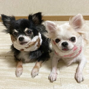 yANIzN[N`[ Tera Herz Waniewcj܂{AlbNEH[}[@S`M