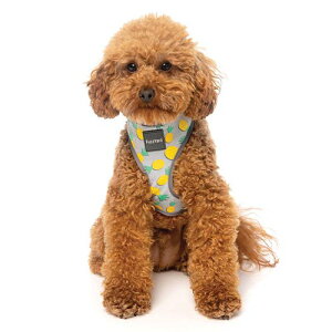 yFuzzYardit@Y[hjz\tgn[lX Pina Colada sjER[_XLTCY