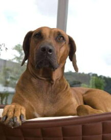 ドイツ発最高級 大型犬用ベッド Bowl レザー 送料無料 高級家具 ペット家具 ペットインテリア petinteirors
