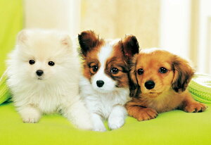 WO\[pY    300s[X EPO-25-038