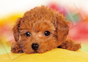 WO\[pY ΂Ȃ́H 108s[X EPO-03-095 pY Puzzle Mtg a v[g